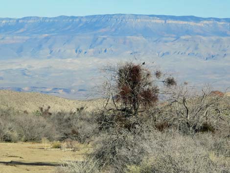 Mesquite Mistletoe (Phoradendron californicum)