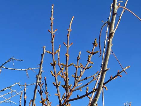 Mesquite Mistletoe (Phoradendron californicum)