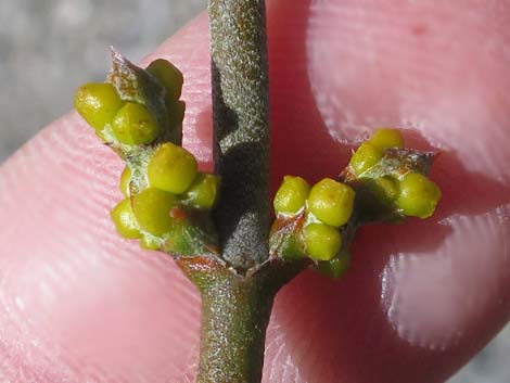 Mesquite Mistletoe (Phoradendron californicum)