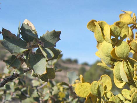 Cory's Oak Mistletoe (Phoradendron coryae)