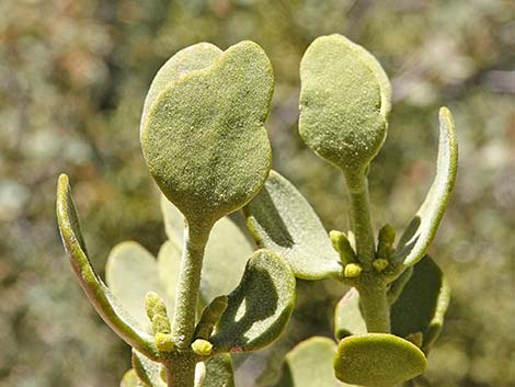 Cory's Oak Mistletoe (Phoradendron coryae)