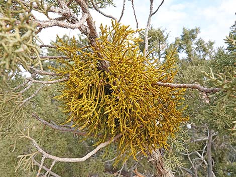 Juniper Mistletoe (Phoradendron juniperinum)