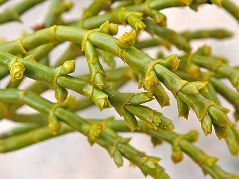 Juniper Mistletoe (Phoradendron juniperinum)