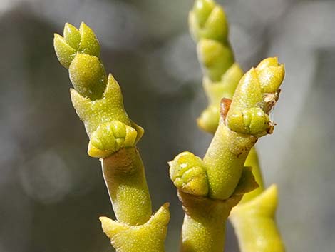 Juniper Mistletoe (Phoradendron juniperinum)