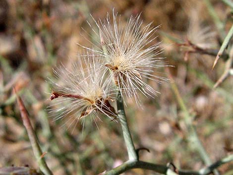 Thorn Skeletonweed (Pleiacanthus spinosus)