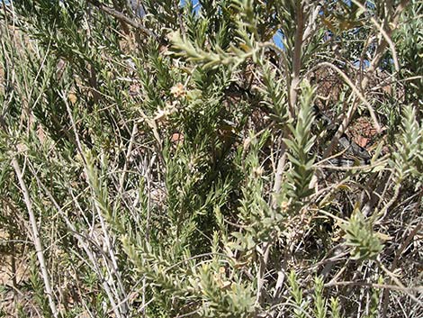 Arrowweed (Pluchea sericea)