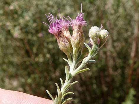 Arrowweed (Pluchea sericea)