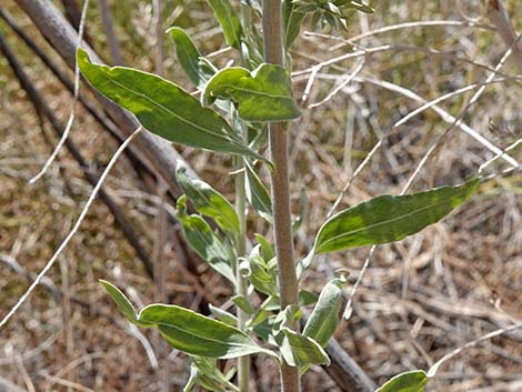 Arrowweed (Pluchea sericea)