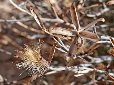 Odora (Porophyllum gracile)