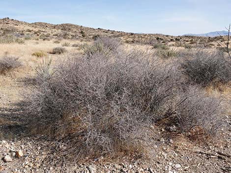 Desert Almond (Prunus fasciculata)