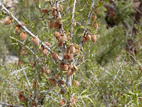 Desert Almond (Prunus fasciculata)