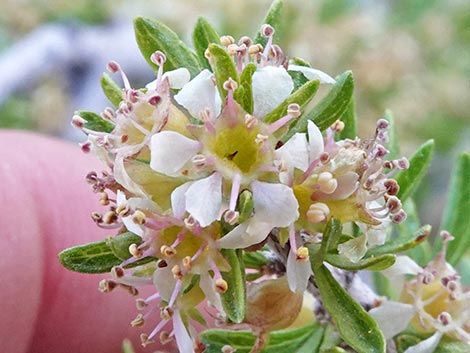 Desert Almond (Prunus fasciculata)