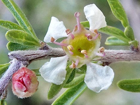 Desert Almond (Prunus fasciculata)