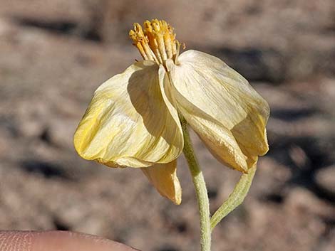 Whitestem Paperflower (Psilostrophe cooperi)