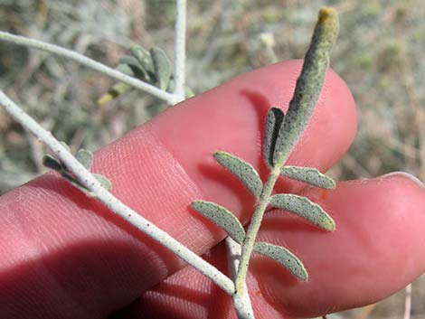 Dyebush (Psorothamnus emoryi)