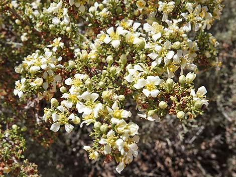 Desert Bitterbrush (Purshia glandulosa)