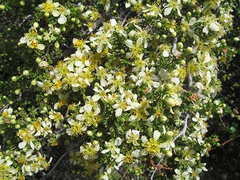 Stansbury Cliffrose (Purshia stansburiana)