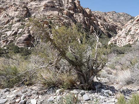 Stansbury Cliffrose (Purshia stansburiana)