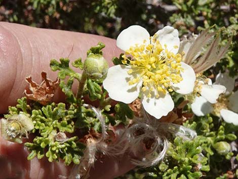 Stansbury Cliffrose (Purshia stansburiana)