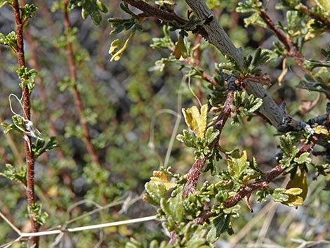 Antelope Bitterbrush (Purshia tridentata)