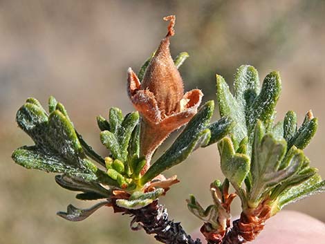 Antelope Bitterbrush (Purshia tridentata)