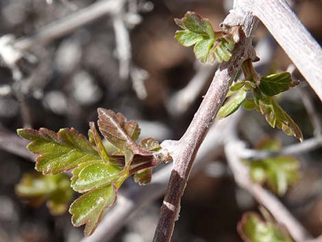 Skunkbush Sumac (Rhus trilobata)