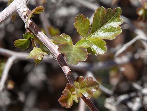 Skunkbush Sumac (Rhus trilobata)