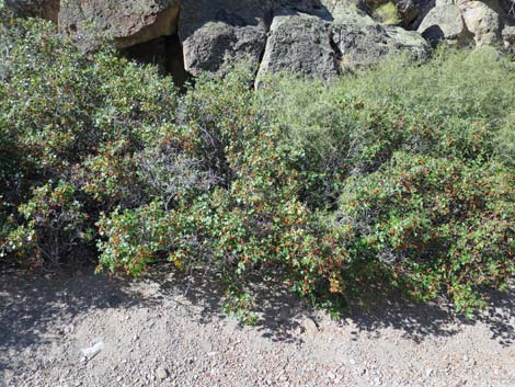 Skunkbush Sumac (Rhus trilobata)