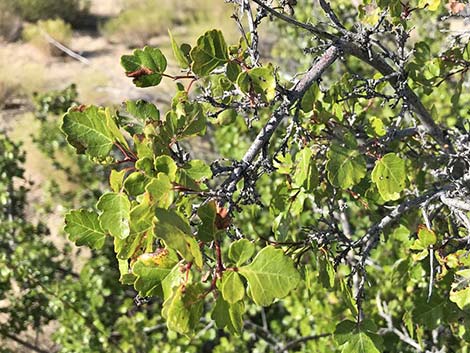 Skunkbush Sumac (Rhus trilobata)