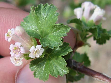 Wax Currant (Ribes cereum)