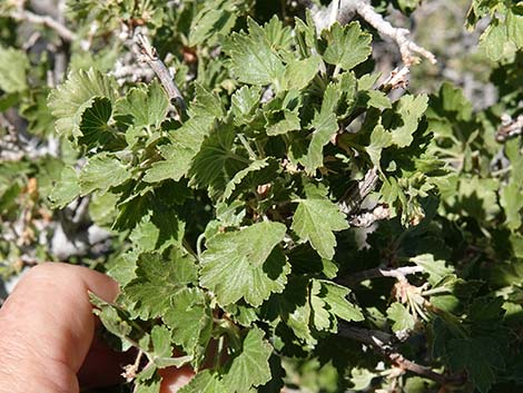 Wax Currant (Ribes cereum)