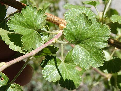 Wax Currant (Ribes cereum)