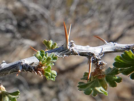 Desert Gooseberry (Ribes velutinum)