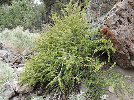 Desert Gooseberry (Ribes velutinum)