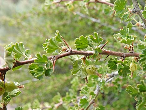 Desert Gooseberry (Ribes velutinum)