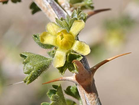 Desert Gooseberry (Ribes velutinum)