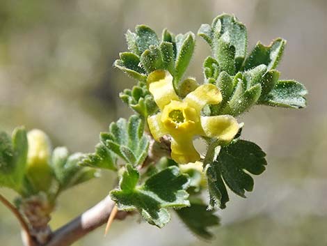 Desert Gooseberry (Ribes velutinum)