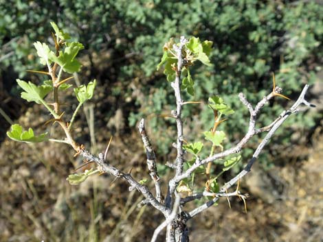 Desert Gooseberry (Ribes velutinum)