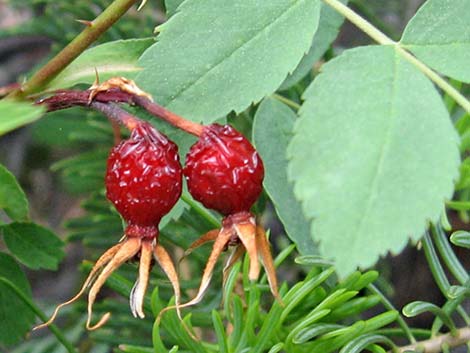 Wild Rose (Rosa woodsii)