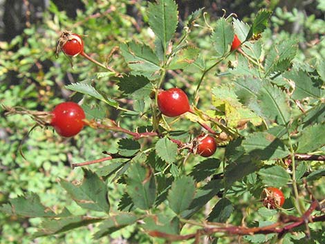 Wild Rose (Rosa woodsii)