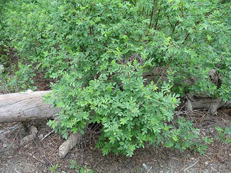 Wild Rose (Rosa woodsii)