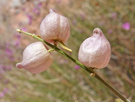 Mexican Bladdersage (Salazaria mexicana)