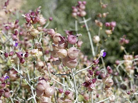 Mexican Bladdersage (Salazaria mexicana)