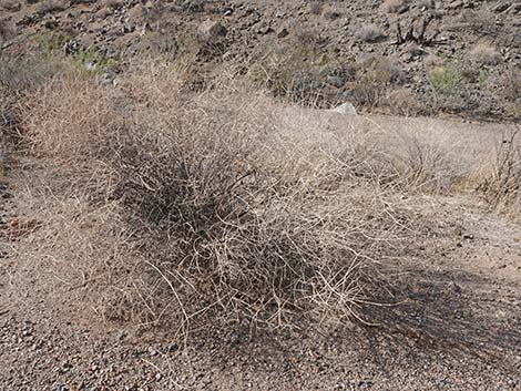 Mexican Bladdersage (Salazaria mexicana)