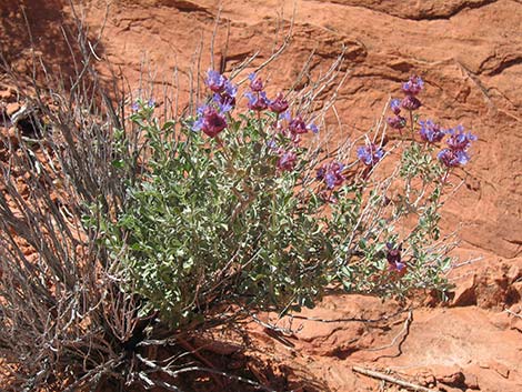 Purple Sage (Salvia dorrii)