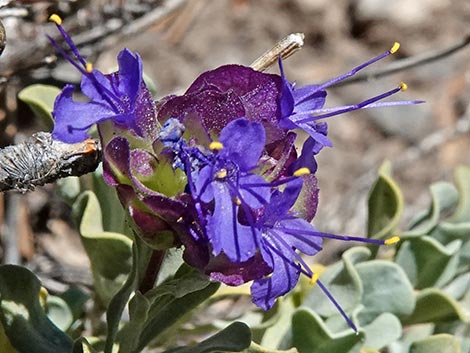Mt. Charleston Purple Sage (Salvia dorrii dorrii var. clokeyi)