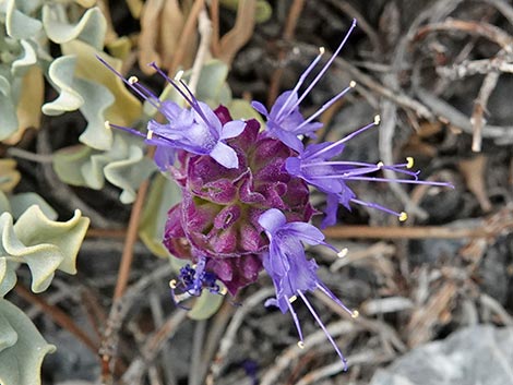 Mt. Charleston Purple Sage (Salvia dorrii dorrii var. clokeyi)