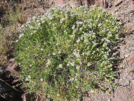 Mojave Sage (Salvia mohavensis)