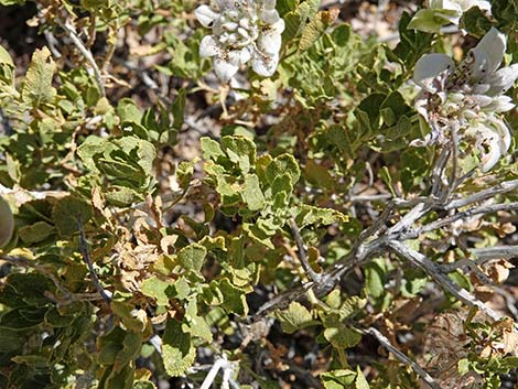 Mojave Sage (Salvia mohavensis)