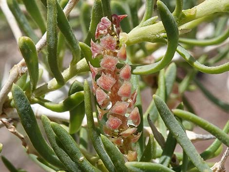 Greasewood (Sarcobatus vermiculatus)